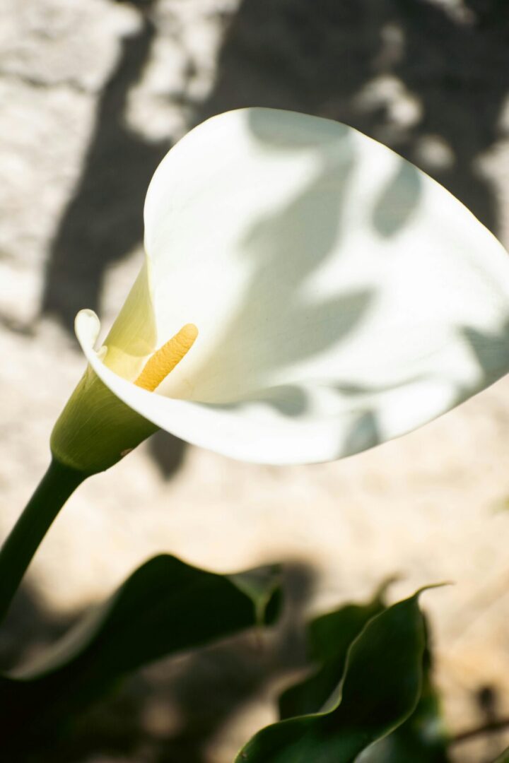 madalina zamfira p0fn8hn bng unsplash